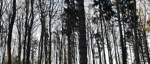 Eine Gruppe von WissenschaftlerInnen auf einer Exkursion im Wald